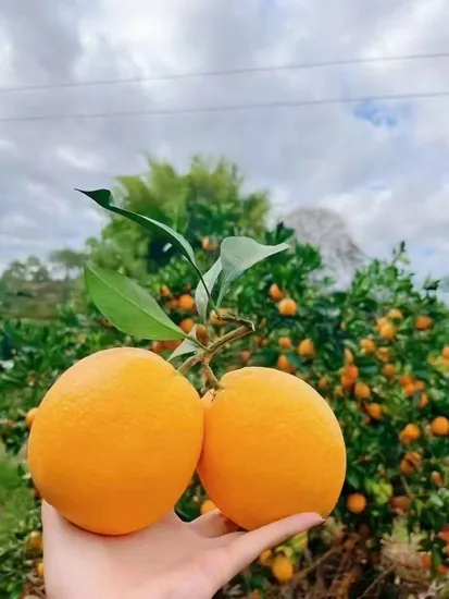 Small Bag, Popular Dried Mandarin Orange, High Quality